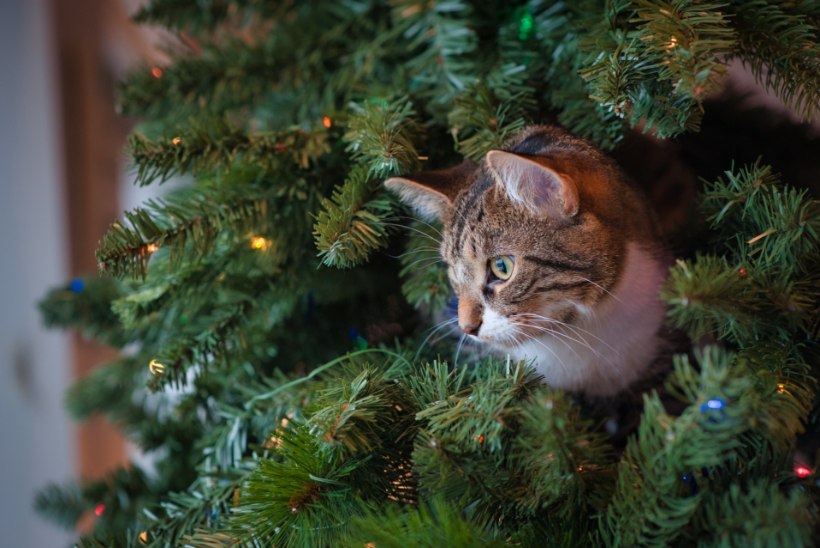 TEEME SELGEKS: mis aitab kassi jõulupuust eemal hoida?