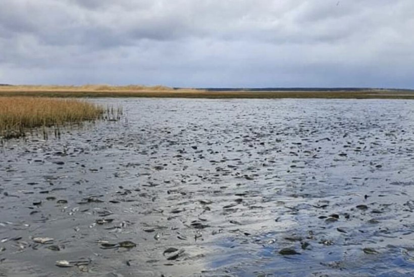 Saaremaal surevad tuhanded kudevad kalad. Mis seda põhjustab?