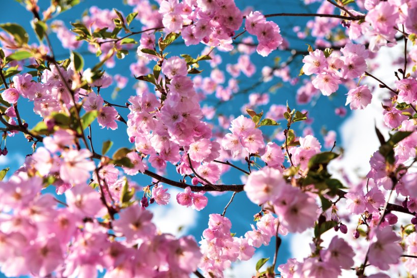 MAALILINE GALERII | Türil pakub siseturistidele silmailu üle 150 kirsipuu