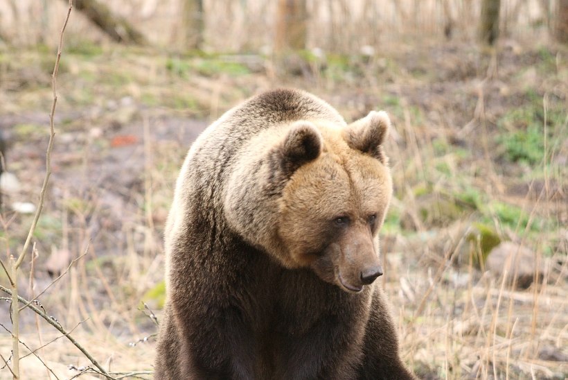 Viis päeva Tabiveret hirmu all hoidnud karu külastas lasteaeda, kooli ja päästekomandot