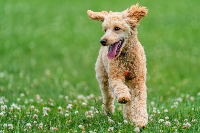 LEMMIKLOOMA MURE: kas hooldamata haljasalal tohib koer rahus häda teha?
