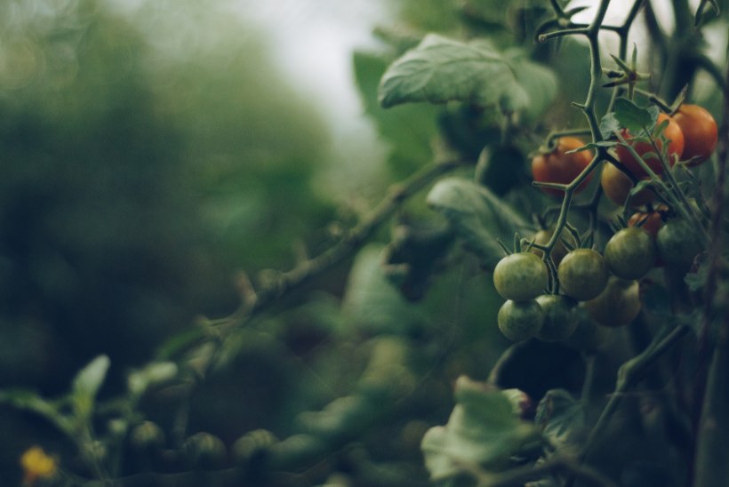 AEG KASVUHOONES ON KÜPS: mitmekülgne ja vitamiinirikas tomat