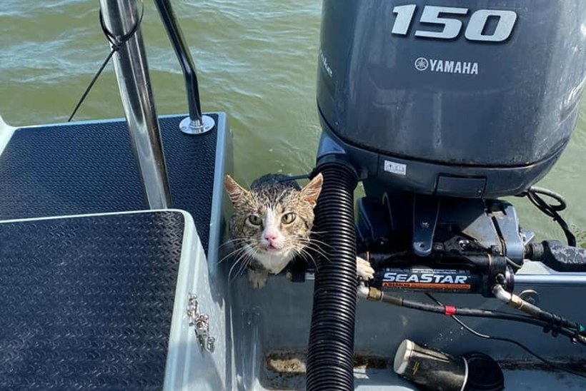 VIDEO | VAENE KIISU! Merest päästeti kass, kes ujus Virtsust Viirelaiu poole