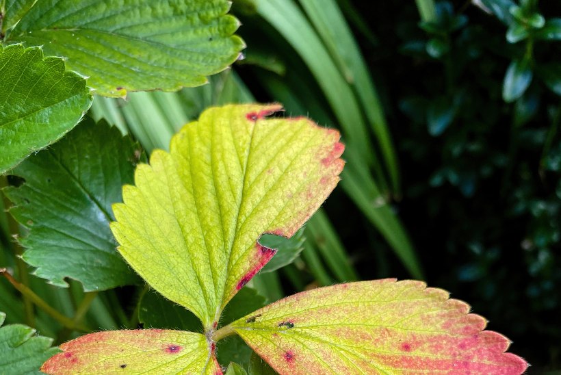 NEED HAIGUSED KÄIVAD MÖÖDA TAIMI: vaata üle aia hügieenireeglid