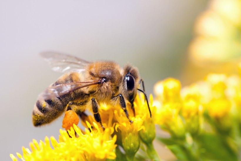 Tervisele tuge mesilastest: „Mõned on mesilasteraapiamajja tulnud kahe kepi najal, kuid pärast kümmet seanssi lahkuvad ühe kepiga!“