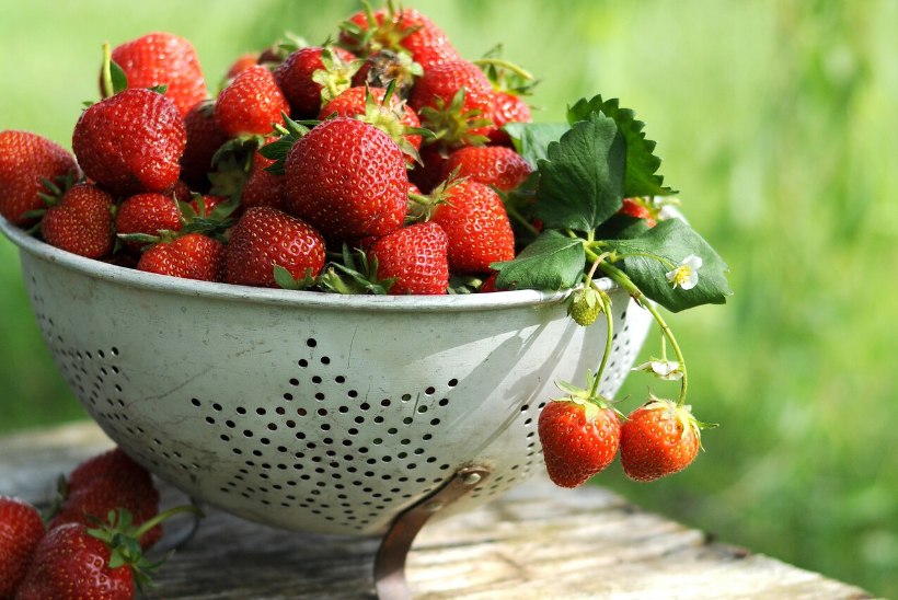 NÄDALAMENÜÜ | 26. juuni – 2. juuli: maasikad, maasikad, maasikad!