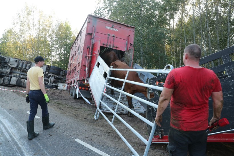 FOTOD | Tõrva lähistel sõitis loomaveok teelt välja, mõned lehmad panid jooksu