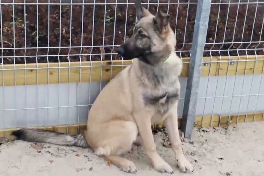 ÕHTULEHE VIDEO | JÕULUKS KOJU: kodu otsib aravõitu koerakutsikas Viiking
