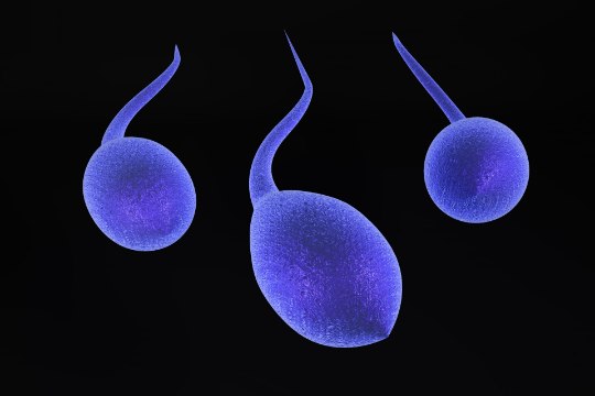 INIMKONNA LÕPP LÄHENEB? Spermatosoidide kogus on väiksem kui eales varem
