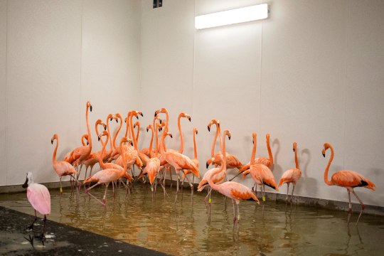 FOTOD | Kuidas valmistusid Irma tulekuks loomaaedade asukad?