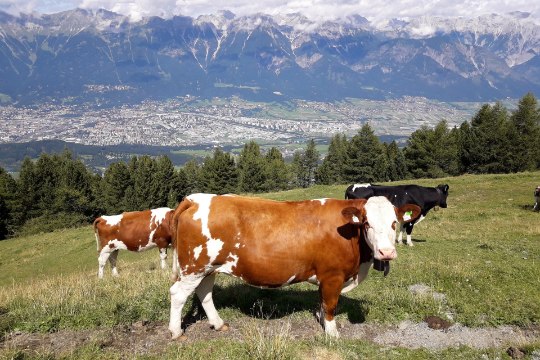 Alpides ründavad hullunud lehmad matkajaid