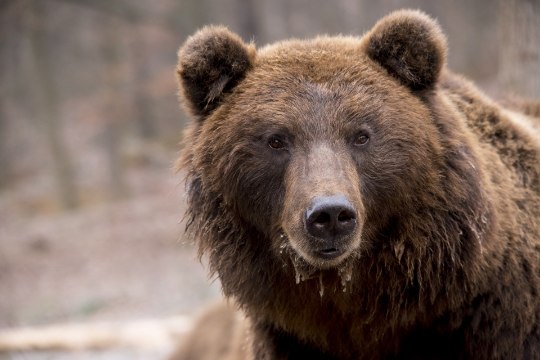 Karu sülg aitab antibiootikume uurida