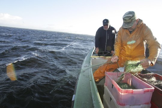 Kalastuskaarte saab tulevast aastast nädala kaupa, muutuvad ka lõhe ja meriforelli püügitingimused