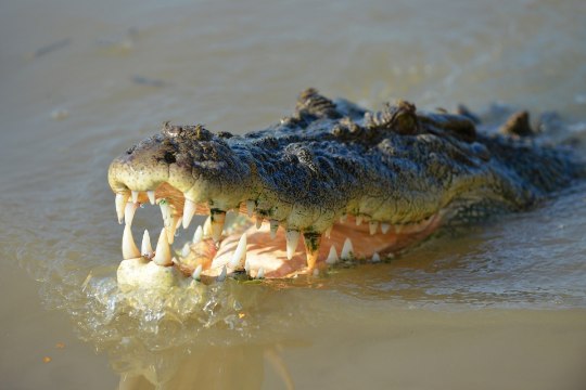OHTLIK JULGUSTÜKK: kalamees sumas paati päästes krokodillidest kubisevas jões
