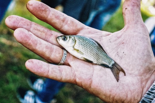 Teadlased: tihe püük tekitab kaladel kiiret evolutsiooni