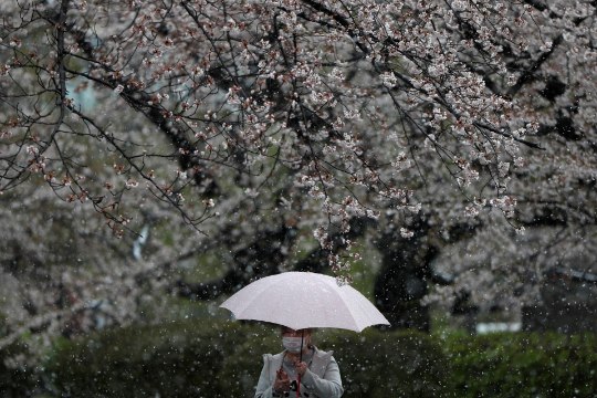 Tokyos õitsevad kirsipuud ja langeb lund