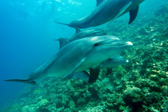 Delfiinid õpivad kaaslastelt 