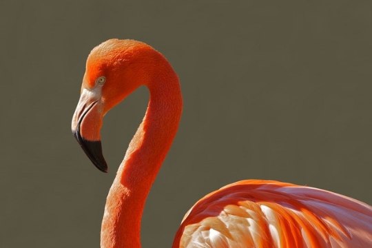 Roosamad flamingod on agressiivsemad