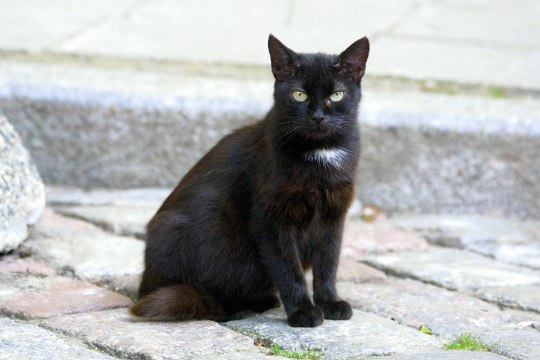 NÕIALOOM?! 5 käpaotsteni põnevat fakti mustade kasside kohta