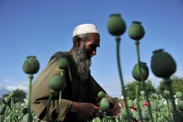 Afganistanis laieneb hoogsalt oopiumimooni kasvatus