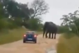 VIDEO: agressiivne elevant ründas turiste, loom surmati
