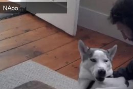 VIDEO: rääkiv husky ütles koertehotellile "ei"!