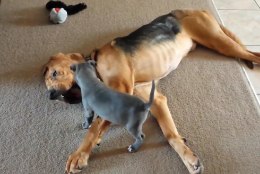 VIDEO: Vaata, kuidas kutsikas kolmejalgset koera mängima kutsub!