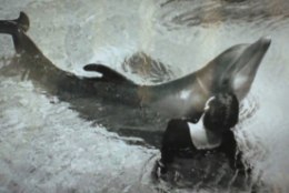 Delfiiniga seksinud naine: "Ta hõõrus end vastu mu põlve, jalga või kätt. Lasin sel sündida."