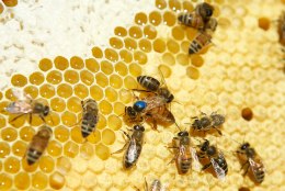 Appi, mesilane! Miks paljud nii väikseid tiivulisi kardavad?