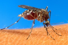 Maailma esimene malaariavaktsiin sai heakskiidu