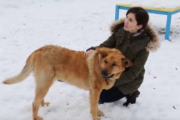 ÕHTULEHE VIDEO | NÄDALA KODUOTSIJA: Armastavat kodu otsib koer, kellest eelmine omanik šašlõkki tahtis teha