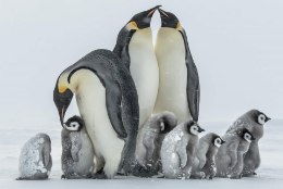 VIIMANE SOOV TÄITUS: isa pildistas tütre mälestuseks Antarktikas pingviine