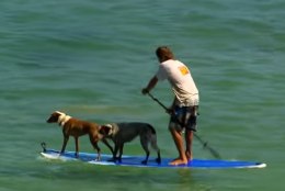 VIDEO | Mida imet: koer, ja surfab! 