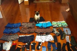USKUMATU LOOM: kass näppab pidevalt naabrite pesunöörilt sokke ja aluspesu