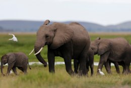 Aafrika elevant on väljasuremisohus - aastas tapetakse üle 30 000 looma