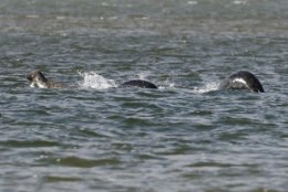 Loch Nessi järve saladuslik koletis ilmutas end taas