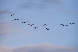 Ornitoloogiaühing algatas kampaania veelindude tapatalgute lõpetamiseks