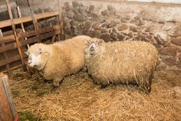 Külakoer murdis armutult lambaid