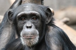 TARGAD LOOMAD: šimpansid oskavad mängida kivi-paber-käärid mängu