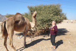 Egiptuses talvituv eesti pensionär täitis oma unistuse ja ostis kaameli: „Õnneks ta ei kippunud mind hammustama!“