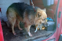 FOTOD | Tartumaal leiti metsast puu külge seotud verine koer