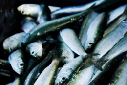 Läänemere kala söömine on uutest soovitustest hoolimata ohutu
