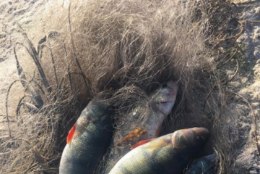 2019. aastal saavad harrastajad Matsalu rahvuspargis senisest rohkem kala püüda