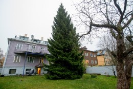 FOTOD | Eesti tähtsaim jõulukuusk viimast päeva kodus: oleme õnnelikud, et puu saab auväärse lõpu!
