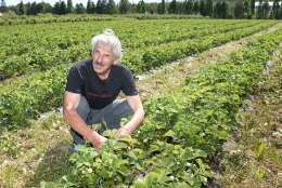 Põllumehed ihkavad vihma: maasikasaak on hea, kuid teravili kidub