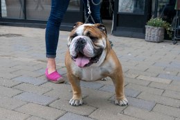GALERII | Staaridest popimad! Eesti Instagrami-kuulsustest koerad kogunesid Kalamajas