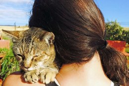 KASSIKUURORT: Hawaiil hoolitsetakse hulkuvate kasside eest luksuslikult