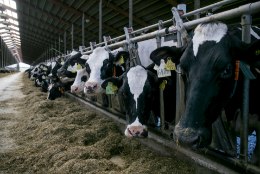 Päästerõngas saartele: ministeerium tõstab piimakarjade toetust mandrirahva arvelt