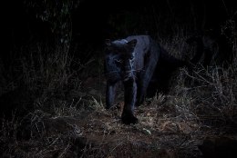 Keenias jäi kaamera ette haruldane loom – must panter