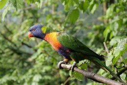 Oopiumisõltlastest papagoid hävitavad Indias moonipõlde